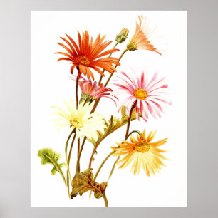 Poster coloré Gerbera Daisy Wallart