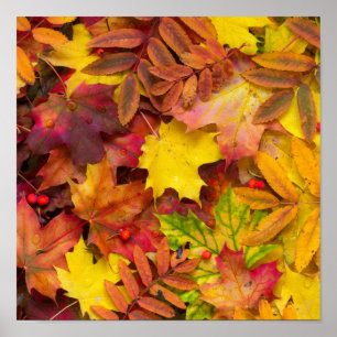 Poster Coloré Vibrant L'Automne Feuilles Nature Photograp