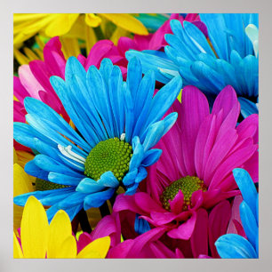 Poster Colorée Rose Turquoise Bleu  Gerber Fleurs
