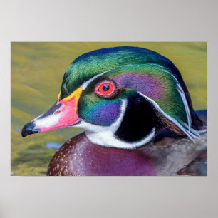 Poster Colorful Duck Close