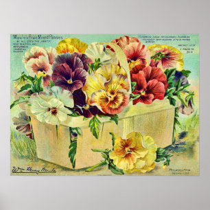 Poster Colorful Pansy Flowers Vintage Seed Packet Cover