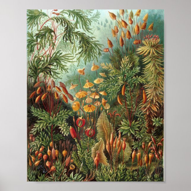 Poster Colorful Vintage Nature Forêt sauvage Illustration (Devant)
