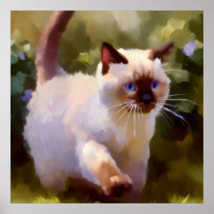 Poster Colorpoint Shorthair