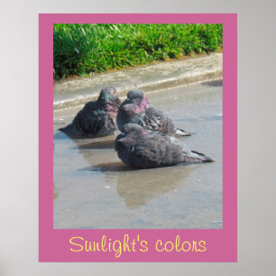 Poster – Colours of Sunlight