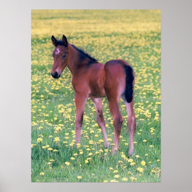 Poster Colt dans le champ de Dandelion (Devant)