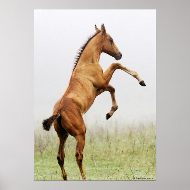 Poster Colt d'élevage (Devant)