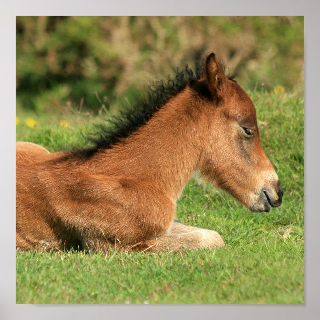 Poster Colt reposant dans l'impression en herbe (Devant)