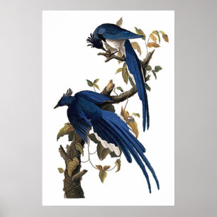 Poster Columbia Jay   John James Audubon