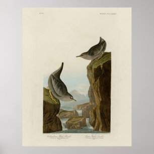 Poster Columbian Water Ouzel, Audubon's Birds of America