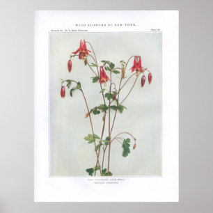 Poster Columbine sauvage ; Roche Bells - canadensis
