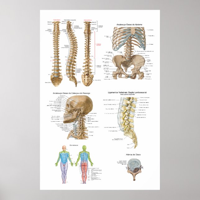 Poster Coluna vertebral, Quiropraxia (Devant)
