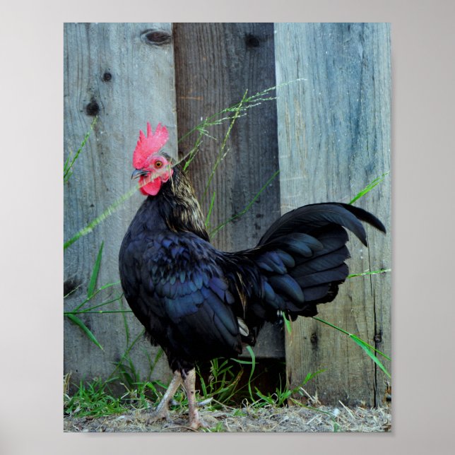 Poster Combattre le coq (Devant)