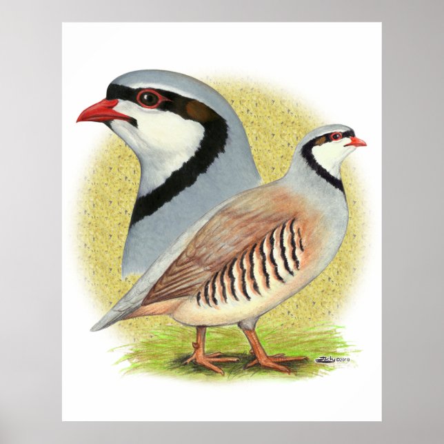 Poster Combo de perdrix de Chukar (Devant)