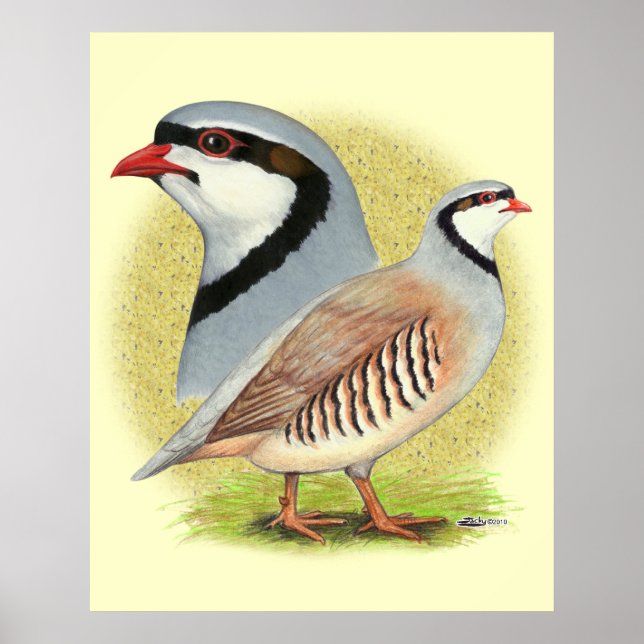 Poster Combo de perdrix de Chukar (Devant)