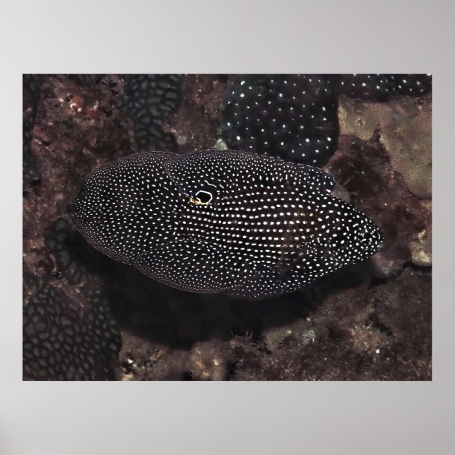 Poster Comète (Devant)