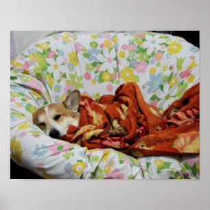 Poster Comfy Corgi