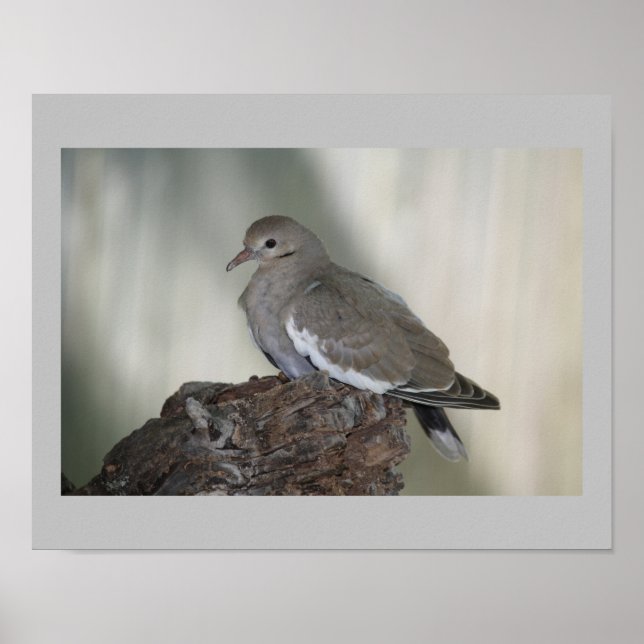 Poster Comfy Dove Print (Devant)