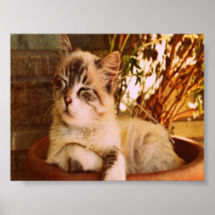 Poster Comfy Sleepy Kitty