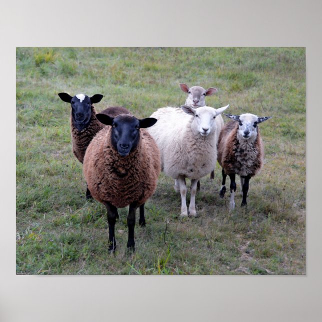 Poster Comité d'accueil du Vermont Sheep (Devant)