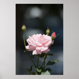Poster Comme un rose
