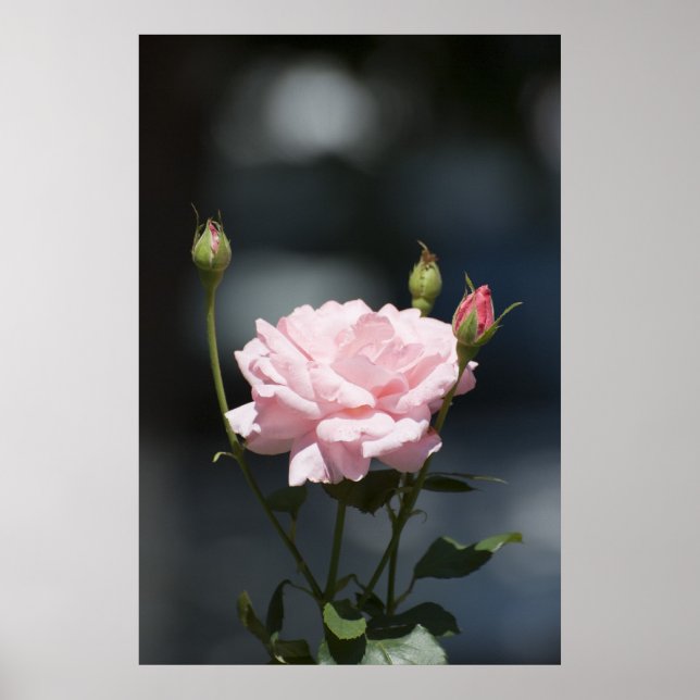 Poster Comme un rose (Devant)
