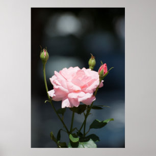 Poster comme un rose