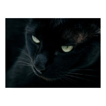 Comme une panthère noire