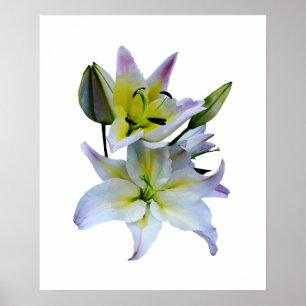 Poster COMMENCER AU-DESSOUS DE $20 - beaux lis blancs