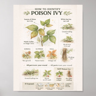 Poster Comment identifier le sumac vénéneux – Botanique É