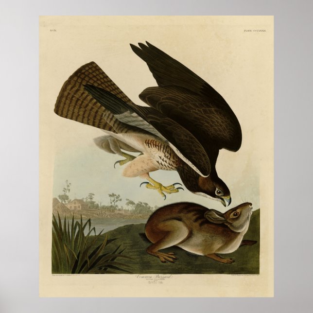 Poster Common Buzzard - d'Audubon's Birds of America (Devant)