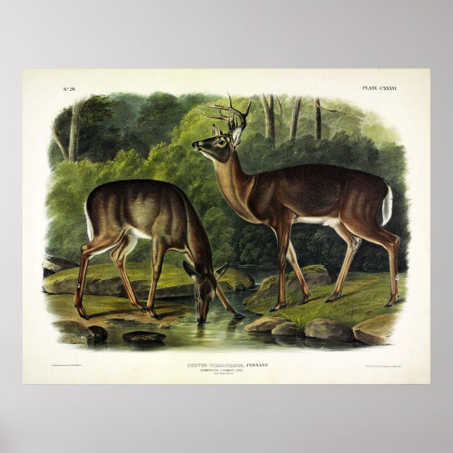 Poster Common Deer (Devant)