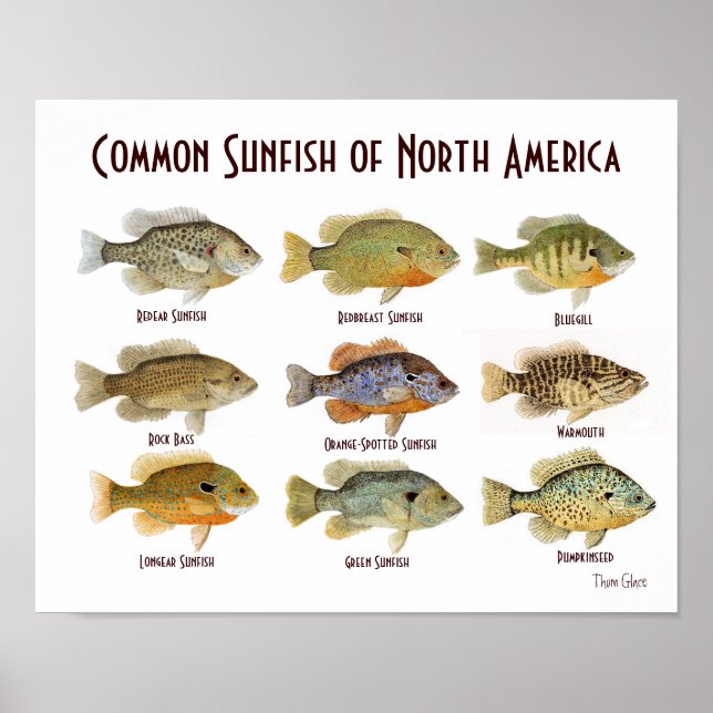 Poster commun de poisson de soleil (Devant)