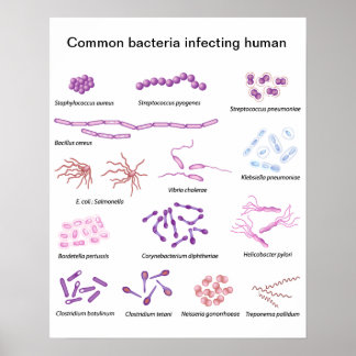 Poster commun des bactéries
