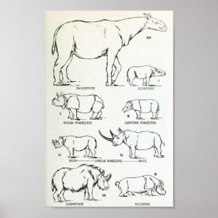 Poster Comparaison de la taille du rhinocéros