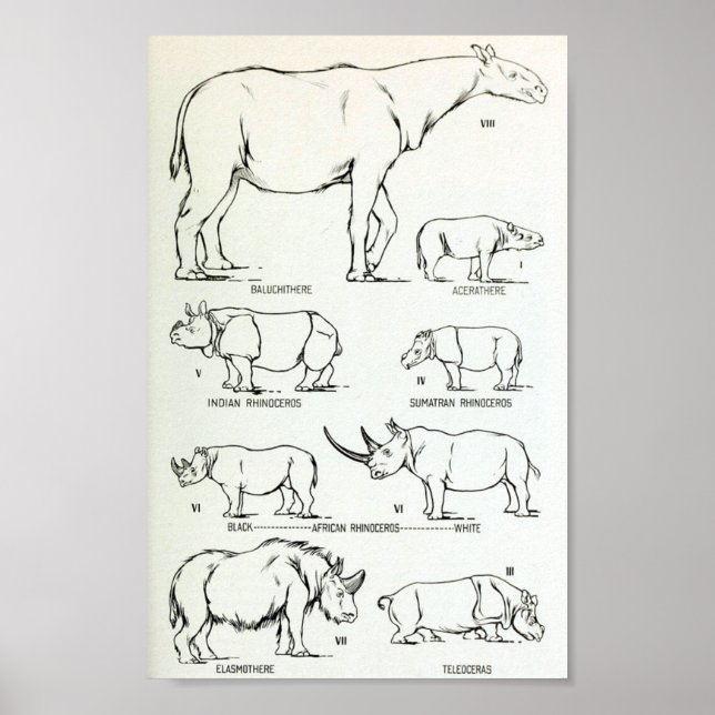 Poster Comparaison de la taille du rhinocéros (Devant)