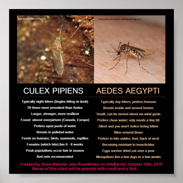 Poster Comparaison de moustiques porteurs de zika par Ros (Devant)