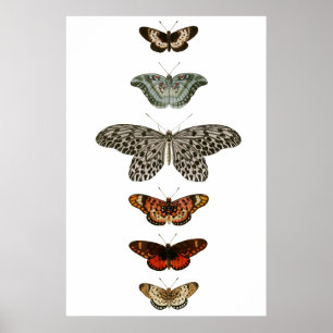 Poster Compilation papillon