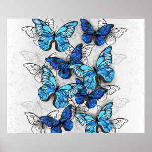 Poster Composition de papillons blancs et bleus