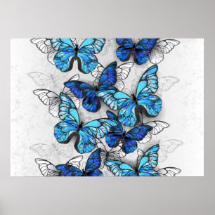 Poster Composition de papillons blancs et bleus