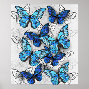 Poster Composition de papillons blancs et bleus