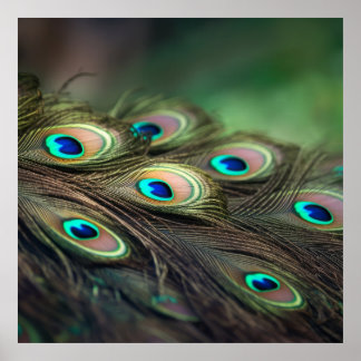 Poster Composition de plumes de paon brillantes