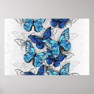 Poster Composition des White and Blue Butterflies