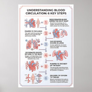 Poster Comprendre la circulation sanguine : 6 étapes clés