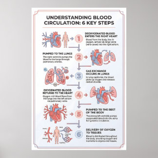 Poster Comprendre la circulation sanguine : 6 étapes clés