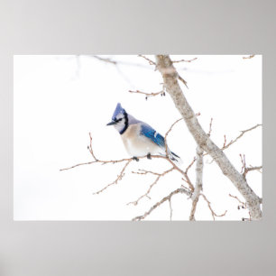 Poster Comté de Wichita, Texas. Blue Jay