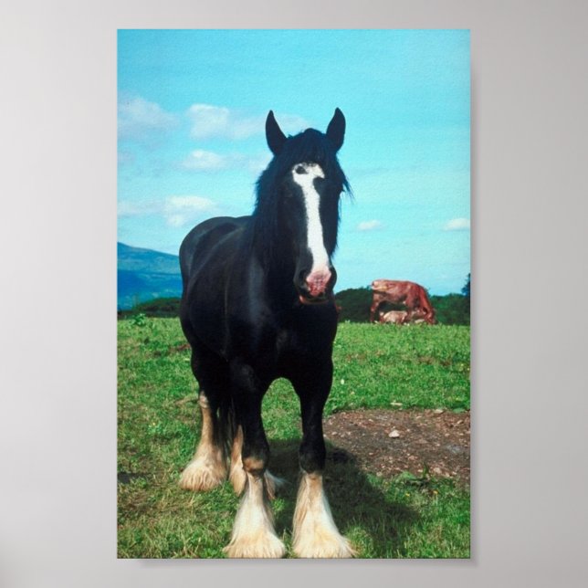 Poster Comté debout (Devant)