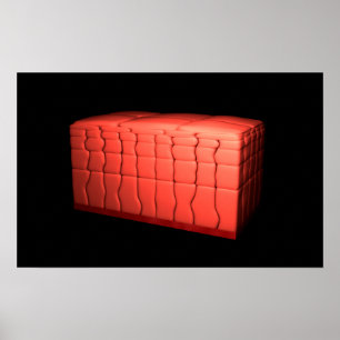 Poster Concept De Stratifié Squamous Epithelium 1