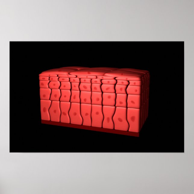 Poster Concept De Stratifié Squamous Epithelium 2 (Devant)