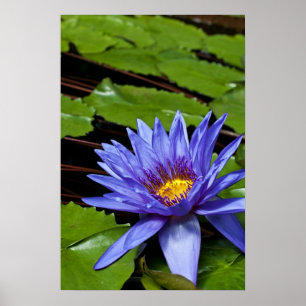 Poster Conception botanique florale de nénuphar tropical