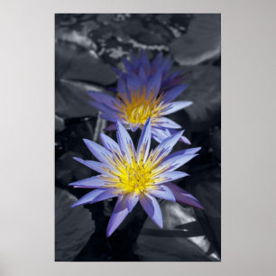Poster Conception botanique florale de nénuphar tropical